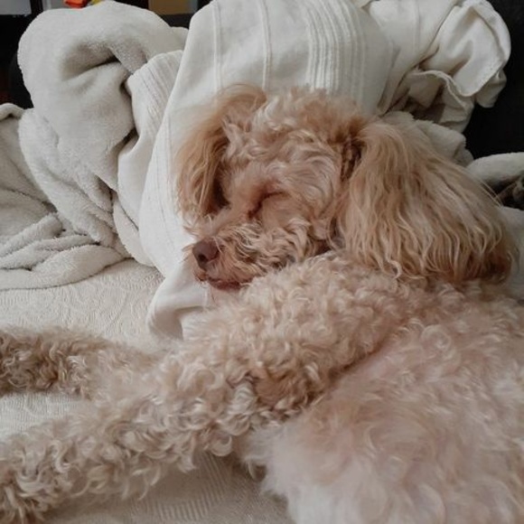 Meet your Posher, Joyce - Picture 1 of 1